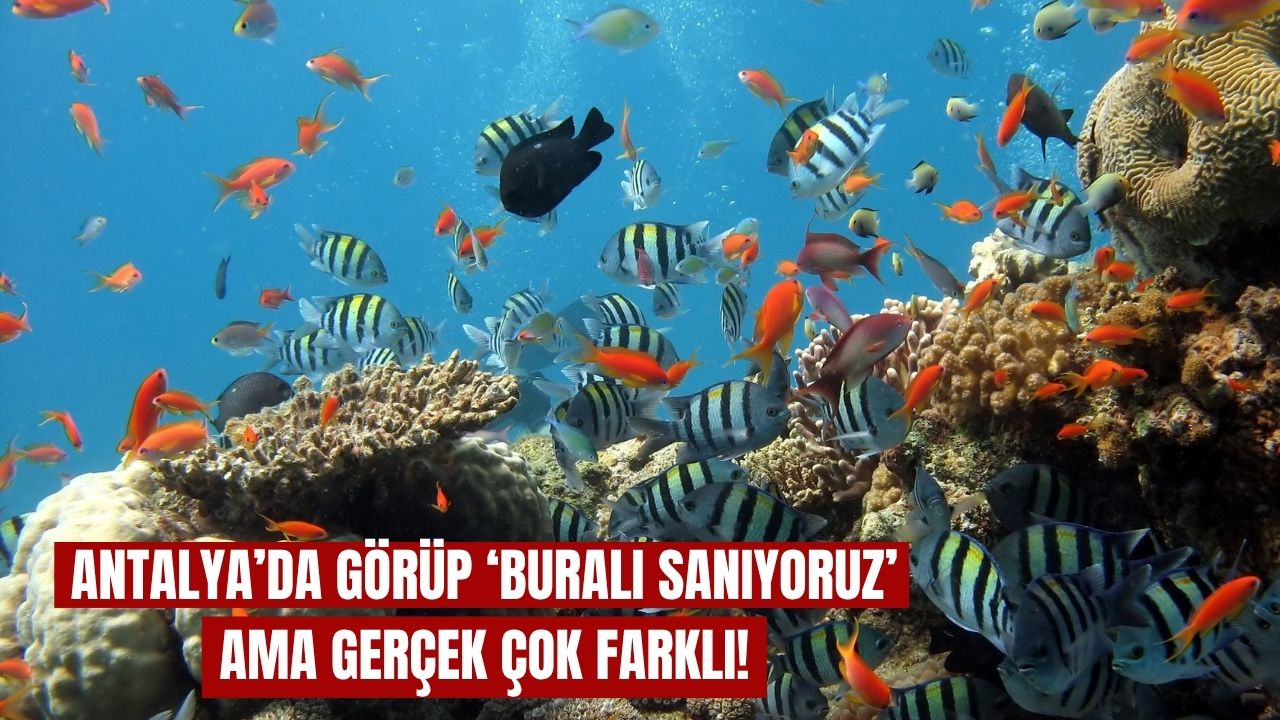 Antalya’da görüp ‘Buralı Sanıyoruz’ ama gerçek çok farklı!