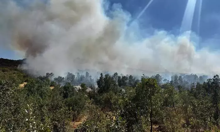 Yangınlar, iki önemli kuş göç yolunu olumsuz etkiledi