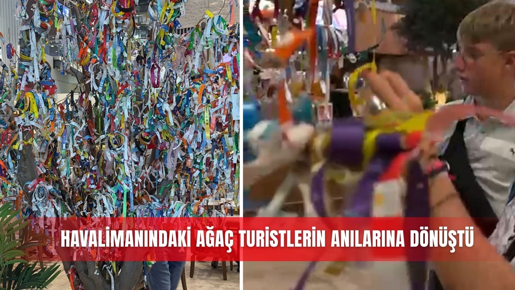 Havalimanındaki ağaç turistlerin anılarına dönüştü