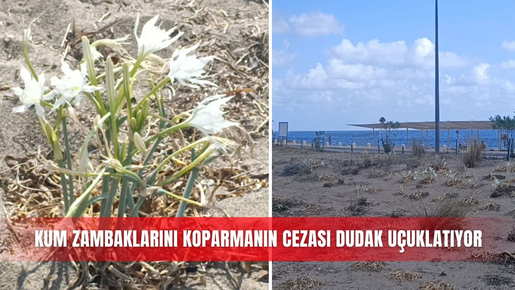 Kum zambaklarını koparmanın cezası dudak uçuklatıyor
