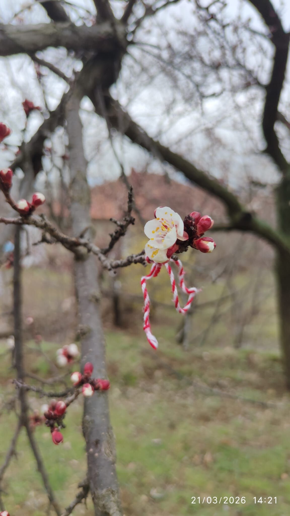 Baharın Müjdecisi Marteniçka (3)
