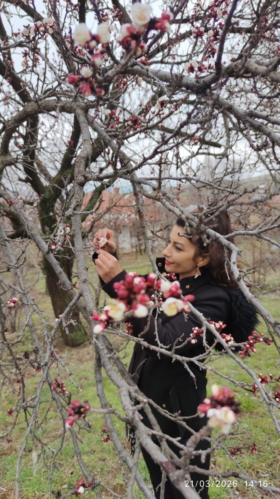 Baharın Müjdecisi Marteniçka (4)