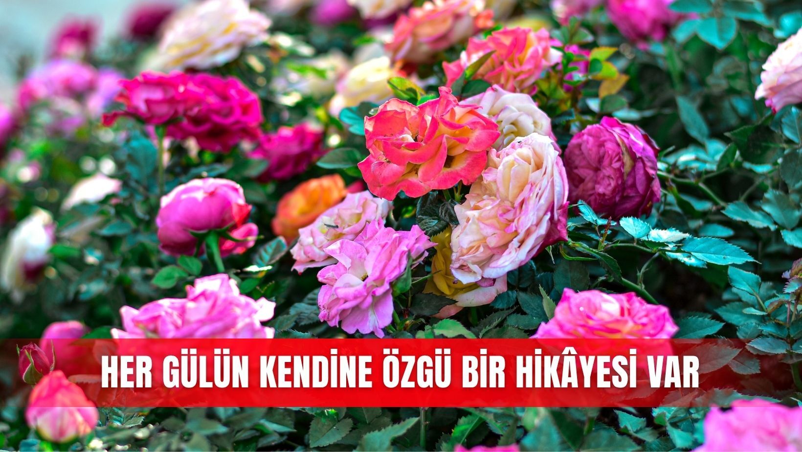 Yaşam