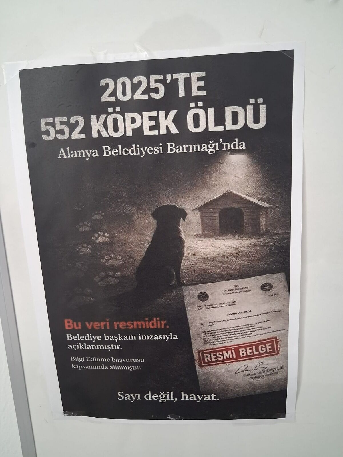 Sokak Hayvanları Raporu (2)