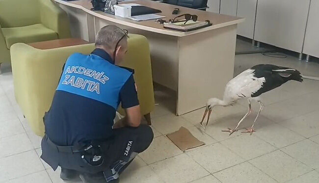 Bölge