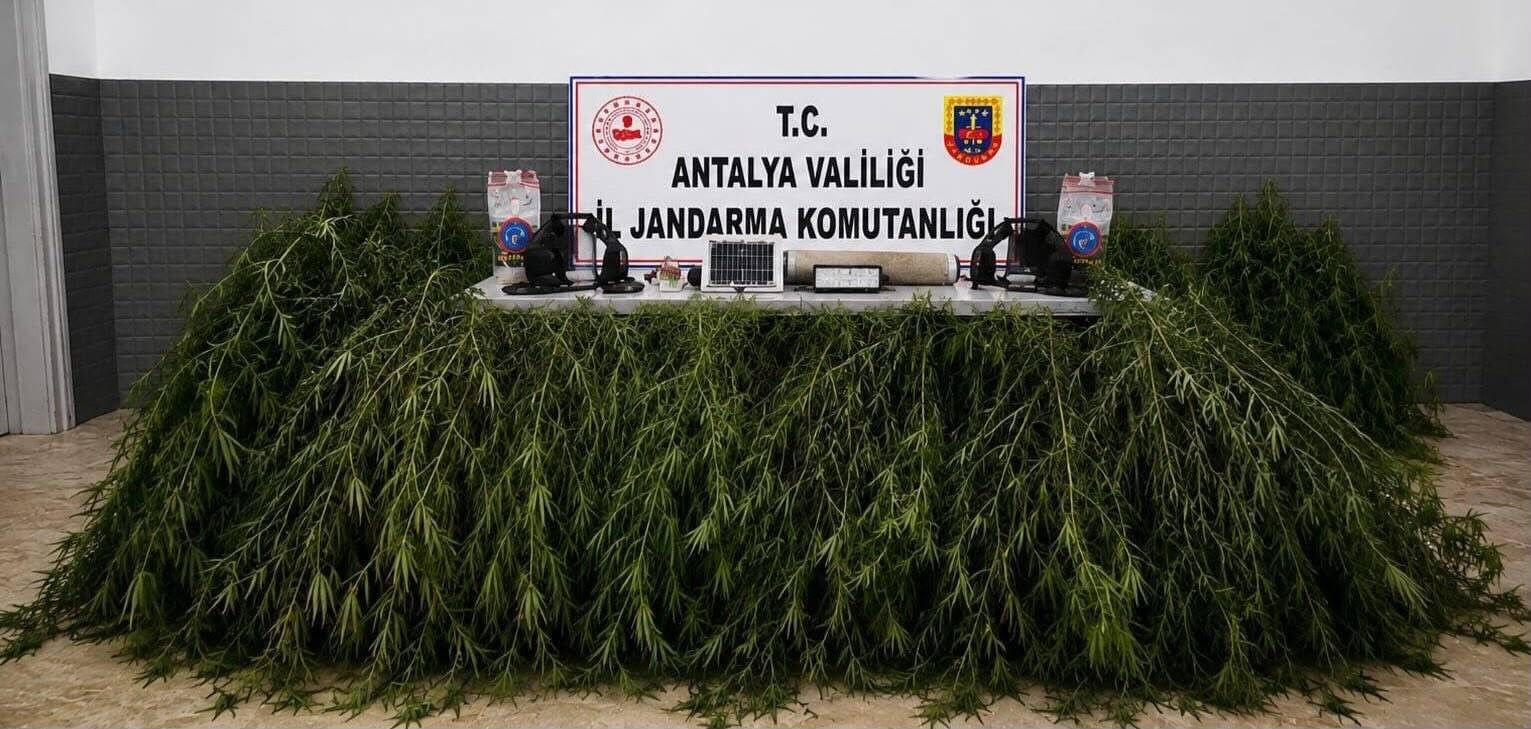Jandarmadan kenevir baskını: 2 şüpheliye adli işlem
