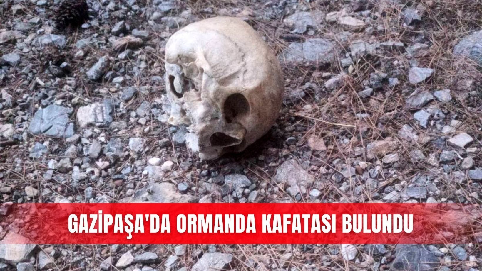Gazipaşa'da ormanda kafatası bulundu