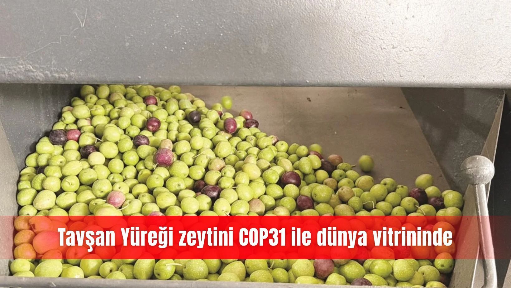 Tavşan Yüreği zeytini COP31 ile dünya vitrininde