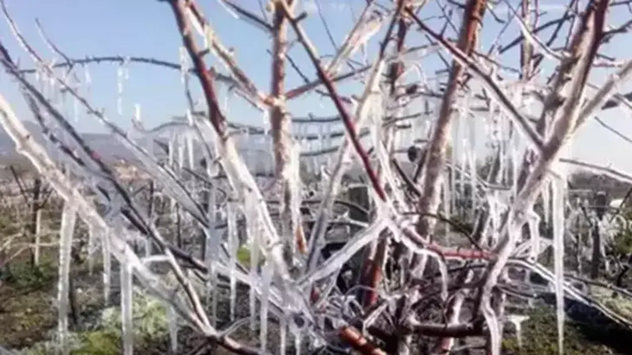 Tarım ve Orman Bakanlığından üreticilere 20 milyar 423 milyon lira zirai don desteği