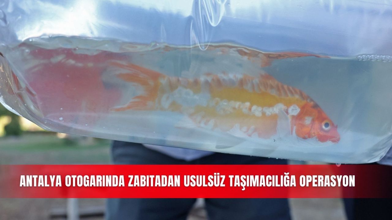 Antalya otogarında zabıtadan usulsüz taşımacılığa operasyon