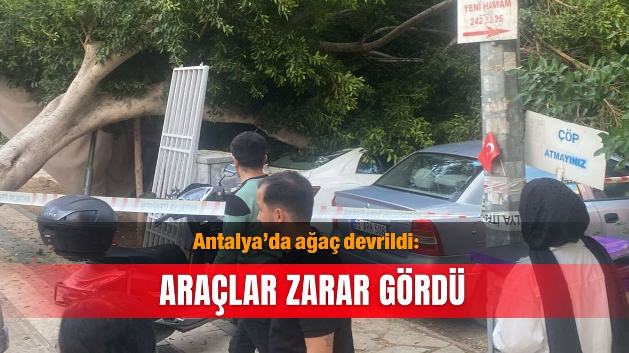 Antalya’da ağaç devrildi: Araçlar zarar gördü