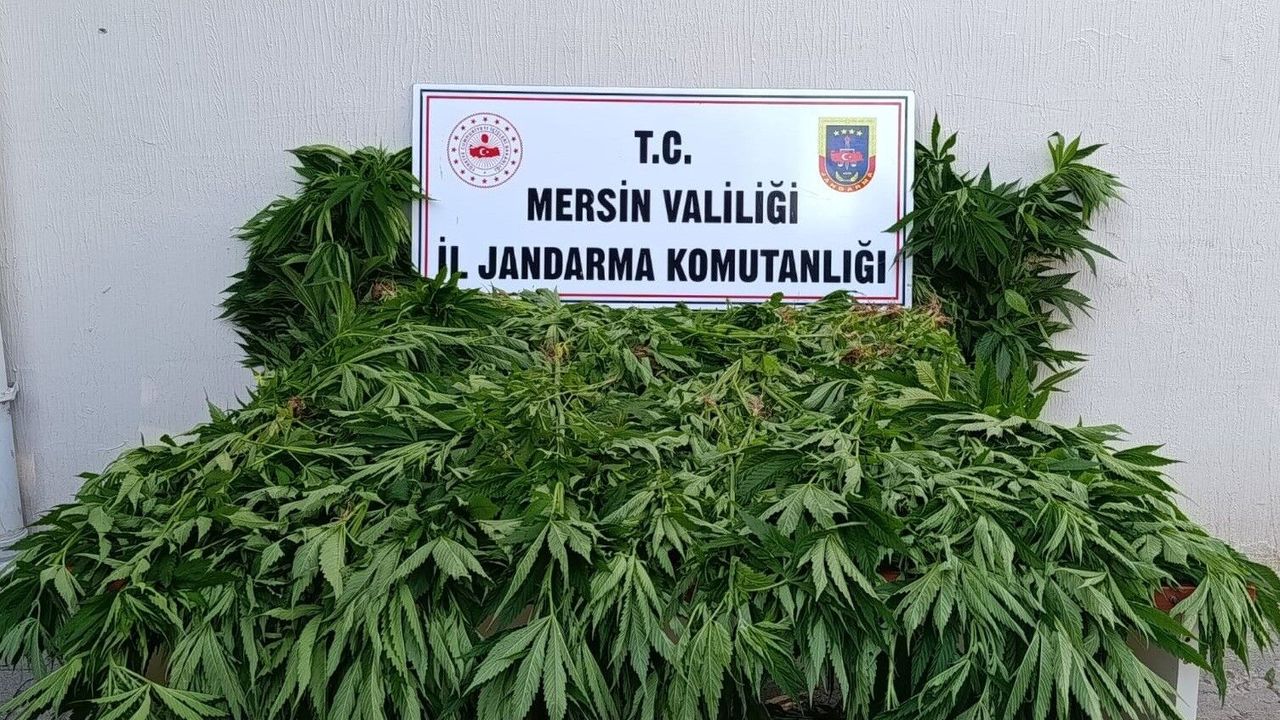 Mersin'de yasa dışı kenevir ekimi yapan şüpheliler yakalandı