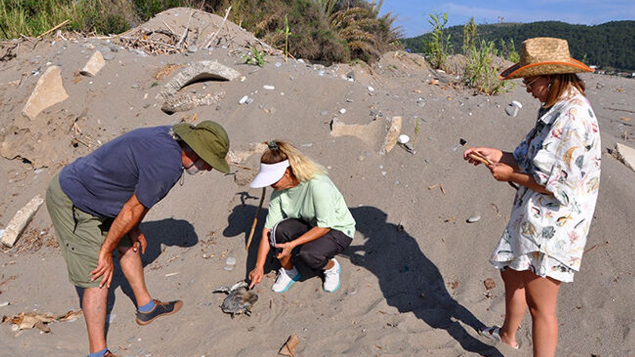 Gazipaşa'da deniz kaplumbağası ölü bulundu
