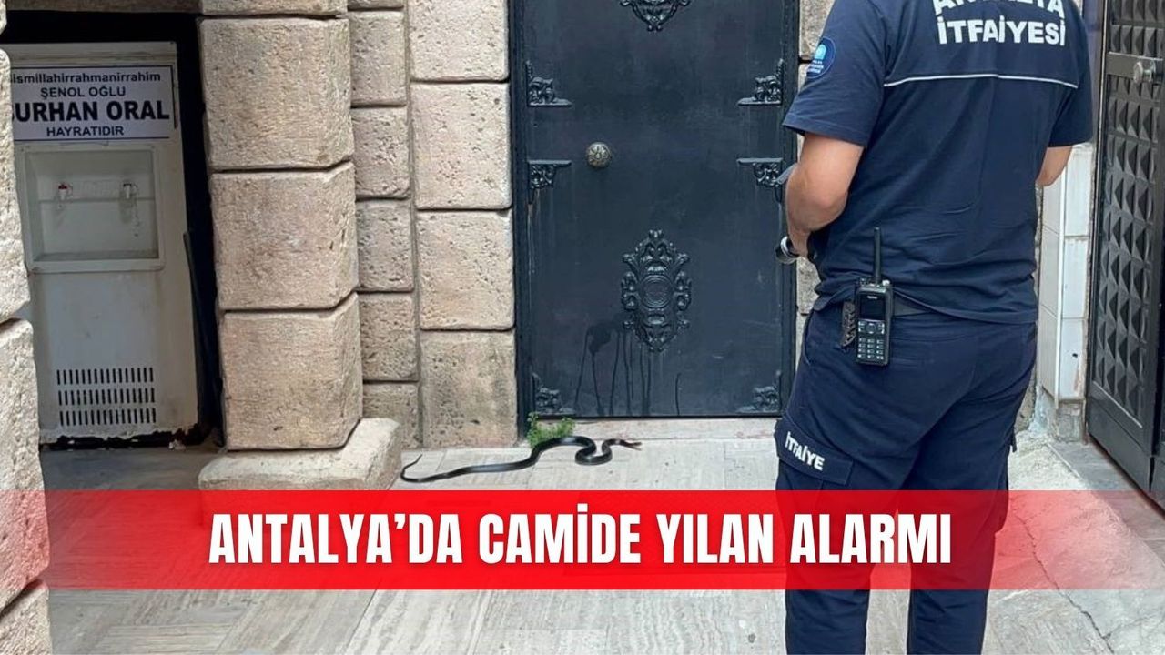 Antalya’da camide yılan alarmı