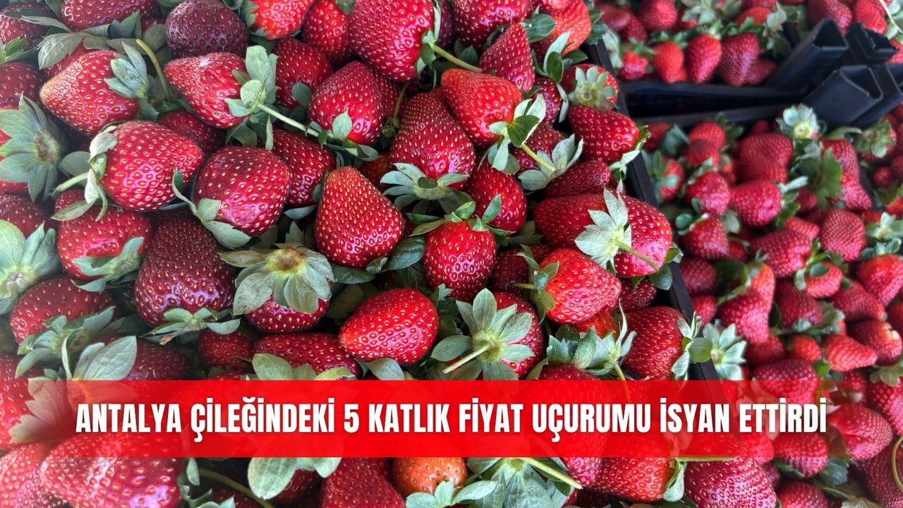 Antalya çileğindeki 5 katlık fiyat uçurumu isyan ettirdi