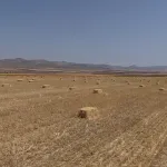 Hububatta rekolte beklentisi 25 milyon ton