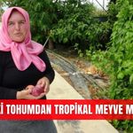 Çatıdaki tohumdan tropikal meyve müzesine