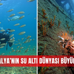 Antalya’nın su altı dünyası büyülüyor
