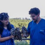 Minik baykuşlar özgürlüğe uçtu