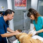 Büyükşehir ekipleri yangında can dostlar için seferber oldu