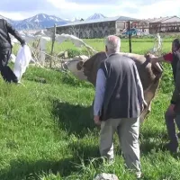 Asayiş