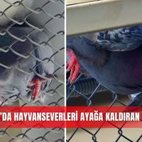 Güncel