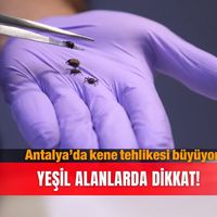 Güncel