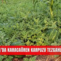 İlçeler