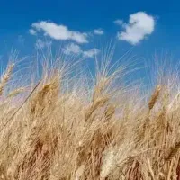 Güncel