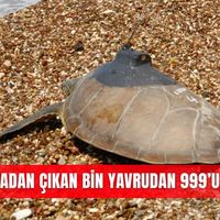 İlçeler