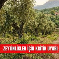 Güncel