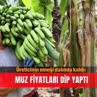 İlçeler