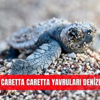 İlçeler