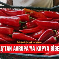 İlçeler