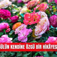Yaşam