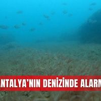 Güncel