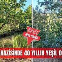 Özel