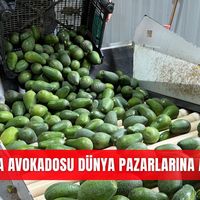 İlçeler