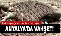 Antalya'da vahşet! Kedileri parçalayarak, telef etmişler