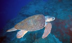 Caretta caretta yuvalarını kayıt altına alıyorlar