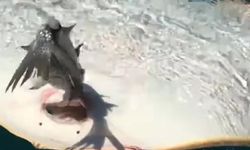 Amatör balıkçının oltasına takıldı