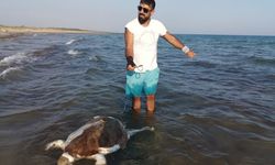 Misina ve ağlar onlar için risk 