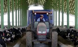 Yerli hayvan alan üreticilere 35 milyon TL hibe 