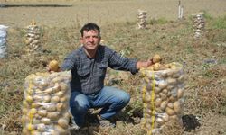 Korkuteli'de patates hasadı sona erdi