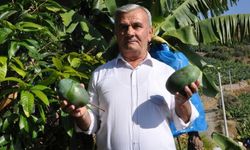 Mango ağaçları gelir kaynağı oldu