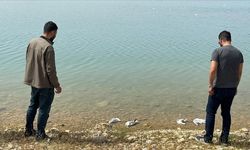 O barajdaki martı ölümlerinin nedeni araştırılıyor!