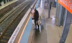Yarış atı tren istasyonuna daldı