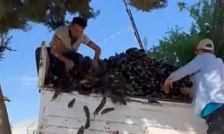 Komisyonculara kızdı... Bir kamyonet patlıcanı çöpe döktü