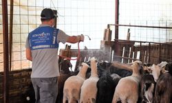 Konyaaltı’ndan ilaçlama desteği  