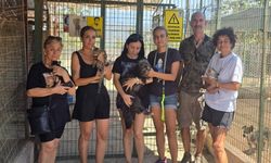 Barınaktaki 10 köpeği sahiplendi 